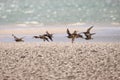 Common Whimbrel in flight Royalty Free Stock Photo
