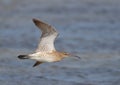 Common Whimbrel in flight Royalty Free Stock Photo