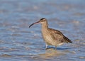 Common Whimbrel standing in water Royalty Free Stock Photo