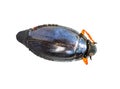 Common whirligig beetle macro