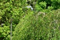 Lush green white birch tree detail with bright green folliage