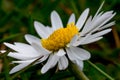 Common white daisy close up