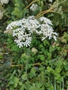 Common White Field Plant in Britain