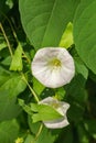 Common White Morning Glory Ã¢â¬â Ipomoea purpurea