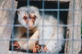 The common white spotted cuscus in the prison. Royalty Free Stock Photo