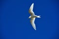 Common white tern