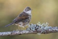 The common white throat Sylvia communis perched on a twig with lichens on a uniform background