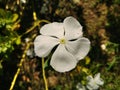 Common white tread virgin flower, close up picture.