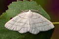 Common white wave moth, Cabera pusaria