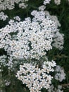 Common white yarrow flower in bloom