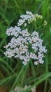 Common white yarrow flower growing in native herb garden