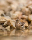 Common Whitethroat bathing