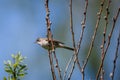 Common whitethroat bird