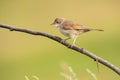 Common whitethroat on a branch Royalty Free Stock Photo