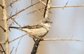 Common whitethroat