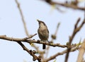 Common whitethroat