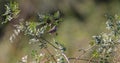 Common Whitethroat