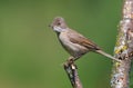 Common whitethroat female or young bird perched on small stick with green background