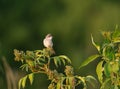 Common whitethroat or greater whitethroat (Curruca communis) sitting on top of a bush