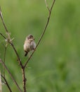 Common whitethroat or greater whitethroat (Curruca communis) perched with a caterpillar in it\'s peak