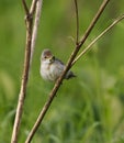 Common whitethroat or greater whitethroat (Curruca communis) perched with a caterpillar in it\'s peak