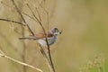 Common whitethroat or greater whitethroat (Curruca communis) perched with a caterpillar in it\'s peak