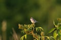 Common whitethroat or greater whitethroat (Curruca communis) singing on top of the bush