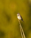Common whitethroat or greater whitethroat (Curruca communis) singing on top of the reeds