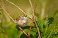 Common whitethroat juvenile calling