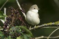 Common Whitethroat in natural habitat / Sylvia communis