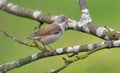 Common whitethroat posing on lichen covered twigs