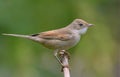 Common whitethroat posing on tiny branch with clear green background in summer Royalty Free Stock Photo