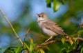 Common Whitethroat, Sylvia communis. In the morning the male bird sitting on a branch of a bush and singing Royalty Free Stock Photo