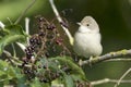 Common Whitethroat / Sylvia communis