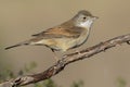 The common whitethroat Sylvia communis perched on a twig