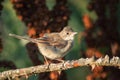 Common Whitethroat Sylvia communis sitting on a branch