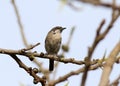 Common whitethroat