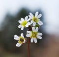 Common whitlowgrass (Draba verna)