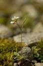 Common Whitlowgrass - Erophila verna