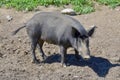 Common wild boar pig. Wild boar Sus scrofa, Royalty Free Stock Photo
