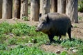 Common wild boar pig. Wild boar Sus scrofa,