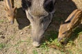 Common wild boar pig. Wild boar Sus scrofa, Royalty Free Stock Photo