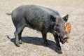 Common wild boar pig. Wild boar Sus scrofa, Royalty Free Stock Photo