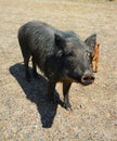 Common wild boar pig. Wild boar Sus scrofa, Royalty Free Stock Photo