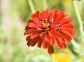 The common wild chrysanthemum on Roadsides in China and Asia is flourishing and numerous. There are all kinds of colors.