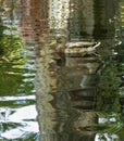 Common wild duck, mallard and its reflection in the water of the pond Royalty Free Stock Photo