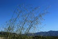 Common wild oat, California Superbloom 2019