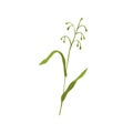 Common wild oat grass. Botanical drawing of green field plant on stem with leaf. Botany flat vector illustration of