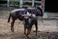 Common wildebeest animals also known as white-bearded gnu or brindled gnu standing on the muddy ground Royalty Free Stock Photo