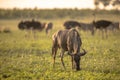 Common Wildebeest foraging on grass Royalty Free Stock Photo